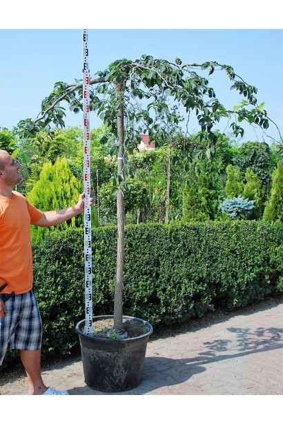 В’яз шорсткий Кампердауні - 90л/вис.190-260см/Ø100-120см/ШТАМБ 170-230см/обхват 16-18см 